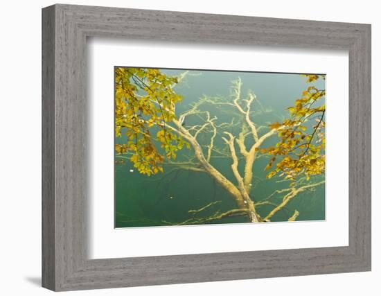 Fallen Tree Submerged in Gradinsko Lake and European Beech Leaves, Plitvice Lakes Np, Croatia-Biancarelli-Framed Photographic Print