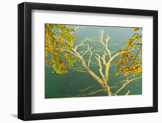 Fallen Tree Submerged in Gradinsko Lake and European Beech Leaves, Plitvice Lakes Np, Croatia-Biancarelli-Framed Photographic Print