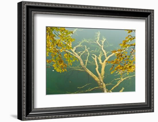 Fallen Tree Submerged in Gradinsko Lake and European Beech Leaves, Plitvice Lakes Np, Croatia-Biancarelli-Framed Photographic Print