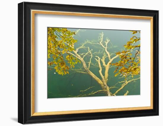 Fallen Tree Submerged in Gradinsko Lake and European Beech Leaves, Plitvice Lakes Np, Croatia-Biancarelli-Framed Photographic Print