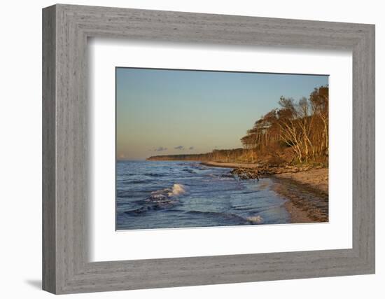 Fallen Trees in the Surge on the Western Beach of Darss Peninsula-Uwe Steffens-Framed Photographic Print