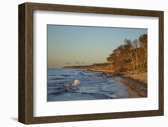 Fallen Trees in the Surge on the Western Beach of Darss Peninsula-Uwe Steffens-Framed Photographic Print