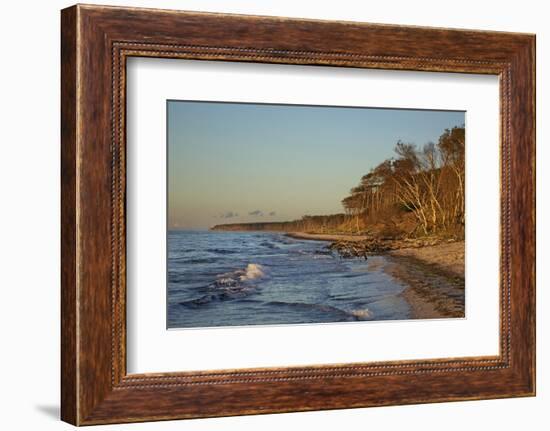 Fallen Trees in the Surge on the Western Beach of Darss Peninsula-Uwe Steffens-Framed Photographic Print