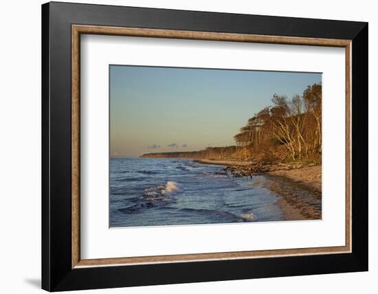 Fallen Trees in the Surge on the Western Beach of Darss Peninsula-Uwe Steffens-Framed Photographic Print