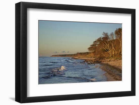 Fallen Trees in the Surge on the Western Beach of Darss Peninsula-Uwe Steffens-Framed Photographic Print