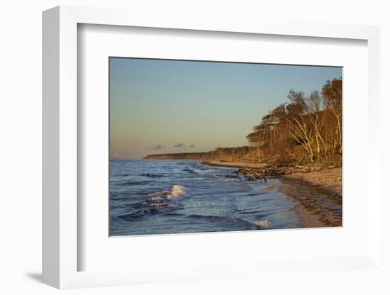 Fallen Trees in the Surge on the Western Beach of Darss Peninsula-Uwe Steffens-Framed Photographic Print