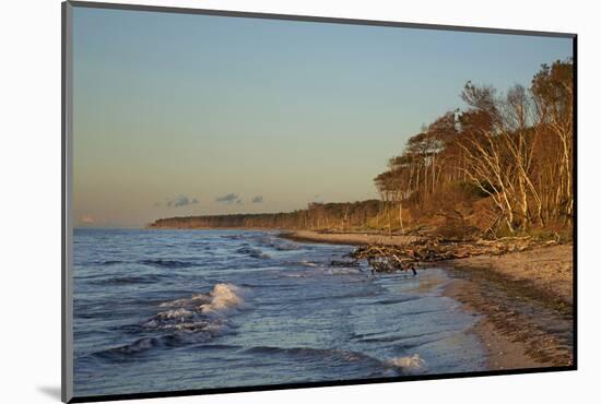 Fallen Trees in the Surge on the Western Beach of Darss Peninsula-Uwe Steffens-Mounted Photographic Print