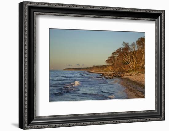 Fallen Trees in the Surge on the Western Beach of Darss Peninsula-Uwe Steffens-Framed Photographic Print