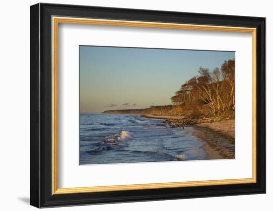 Fallen Trees in the Surge on the Western Beach of Darss Peninsula-Uwe Steffens-Framed Photographic Print