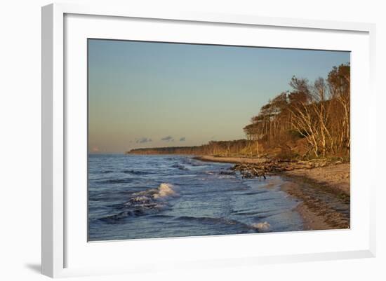 Fallen Trees in the Surge on the Western Beach of Darss Peninsula-Uwe Steffens-Framed Photographic Print