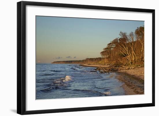 Fallen Trees in the Surge on the Western Beach of Darss Peninsula-Uwe Steffens-Framed Photographic Print