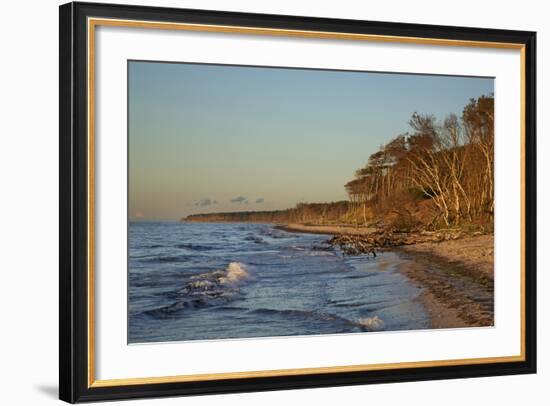 Fallen Trees in the Surge on the Western Beach of Darss Peninsula-Uwe Steffens-Framed Photographic Print