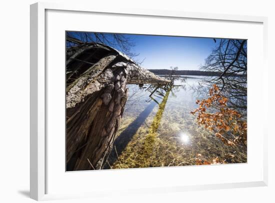 Fallen Trees on the Edge of the Gro�r Stechlinsee, Neuglobsow, Stechlin, Brandenburg, Germany-Falk Hermann-Framed Photographic Print