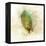 Falling Birch Leaf-Ken Roko-Framed Stretched Canvas