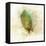 Falling Birch Leaf-Ken Roko-Framed Stretched Canvas