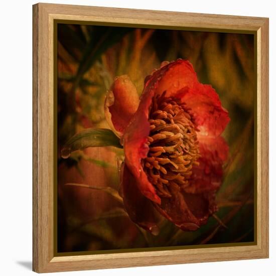 Falling from the Sky-Philippe Sainte-Laudy-Framed Premier Image Canvas