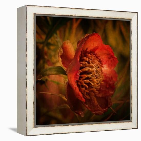 Falling from the Sky-Philippe Sainte-Laudy-Framed Premier Image Canvas