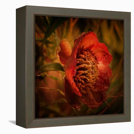 Falling from the Sky-Philippe Sainte-Laudy-Framed Premier Image Canvas