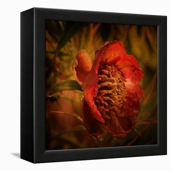 Falling from the Sky-Philippe Sainte-Laudy-Framed Premier Image Canvas