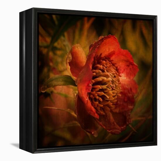 Falling from the Sky-Philippe Sainte-Laudy-Framed Premier Image Canvas