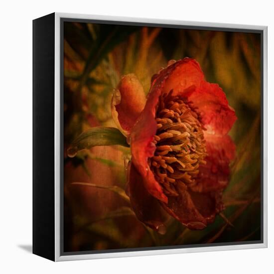 Falling from the Sky-Philippe Sainte-Laudy-Framed Premier Image Canvas