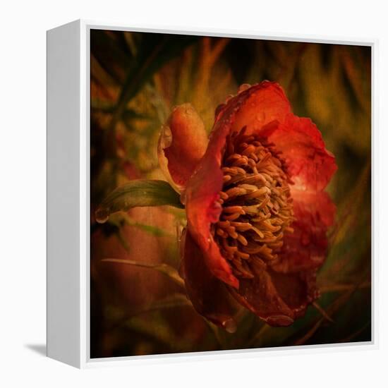 Falling from the Sky-Philippe Sainte-Laudy-Framed Premier Image Canvas