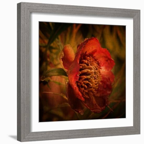 Falling from the Sky-Philippe Sainte-Laudy-Framed Photographic Print