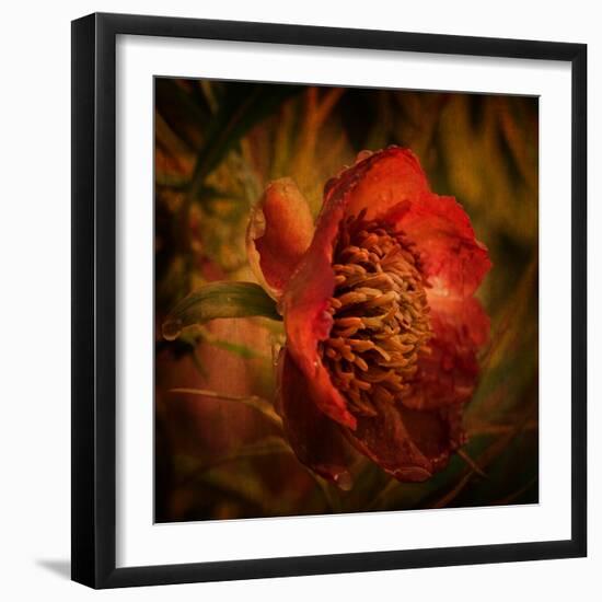 Falling from the Sky-Philippe Sainte-Laudy-Framed Photographic Print