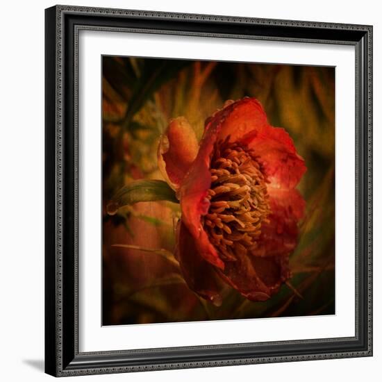 Falling from the Sky-Philippe Sainte-Laudy-Framed Photographic Print