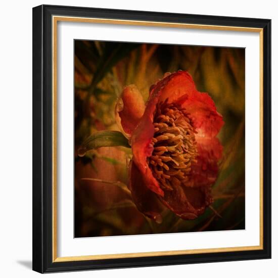 Falling from the Sky-Philippe Sainte-Laudy-Framed Photographic Print