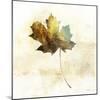 Falling Maple Leaf 2-Ken Roko-Mounted Art Print