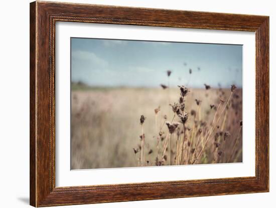 Falling Queen Annes Lace I Crop-Elizabeth Urquhart-Framed Photo