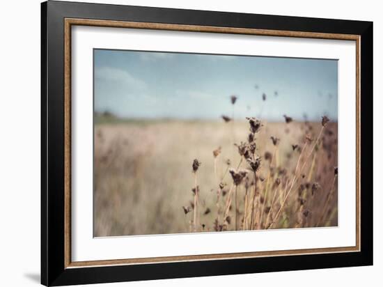 Falling Queen Annes Lace I Crop-Elizabeth Urquhart-Framed Photo