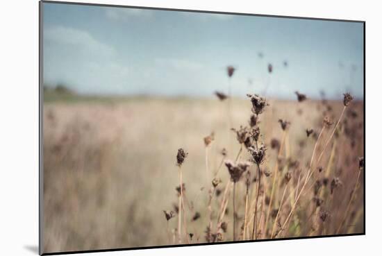 Falling Queen Annes Lace I Crop-Elizabeth Urquhart-Mounted Photo