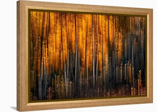 Falling Stars-Ursula Abresch-Framed Premier Image Canvas