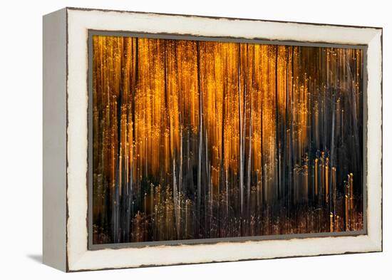 Falling Stars-Ursula Abresch-Framed Premier Image Canvas