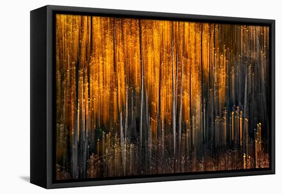 Falling Stars-Ursula Abresch-Framed Premier Image Canvas