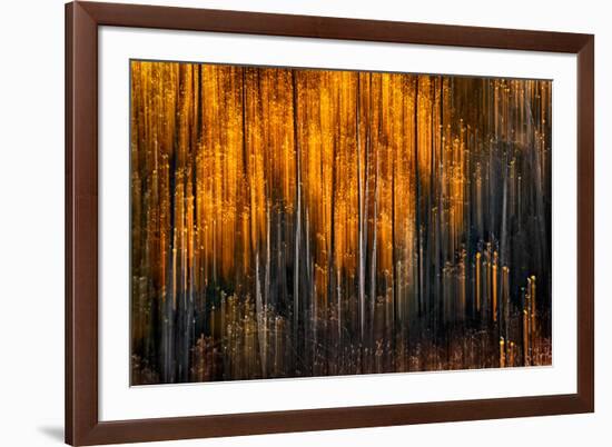 Falling Stars-Ursula Abresch-Framed Photographic Print