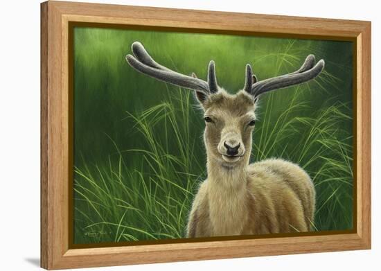 Fallow Buck in Velvet-Jeremy Paul-Framed Premier Image Canvas