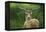 Fallow Buck in Velvet-Jeremy Paul-Framed Premier Image Canvas