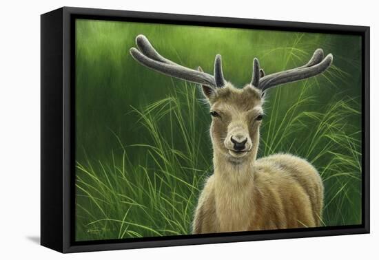 Fallow Buck in Velvet-Jeremy Paul-Framed Premier Image Canvas