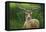 Fallow Buck in Velvet-Jeremy Paul-Framed Premier Image Canvas