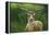 Fallow Buck in Velvet-Jeremy Paul-Framed Premier Image Canvas