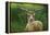 Fallow Buck in Velvet-Jeremy Paul-Framed Premier Image Canvas