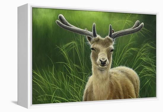 Fallow Buck in Velvet-Jeremy Paul-Framed Premier Image Canvas