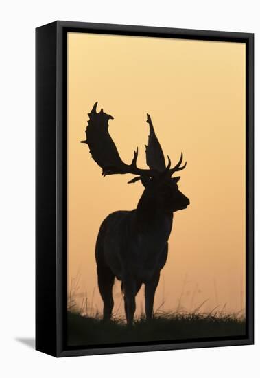 Fallow Deer Buck as Silhouette Standing on Horizon-null-Framed Premier Image Canvas