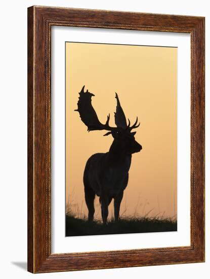 Fallow Deer Buck as Silhouette Standing on Horizon-null-Framed Photographic Print