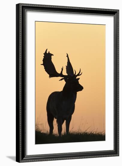 Fallow Deer Buck as Silhouette Standing on Horizon-null-Framed Photographic Print