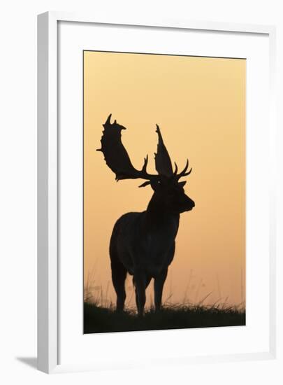 Fallow Deer Buck as Silhouette Standing on Horizon-null-Framed Photographic Print