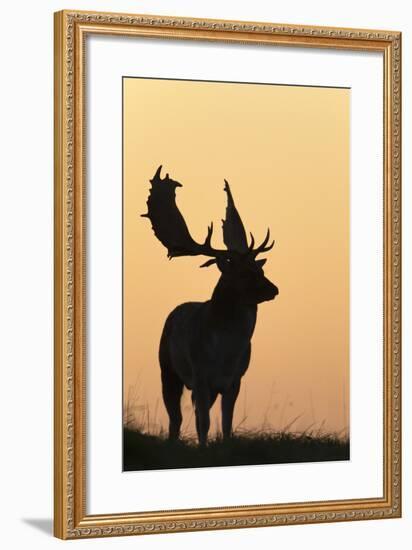 Fallow Deer Buck as Silhouette Standing on Horizon-null-Framed Photographic Print
